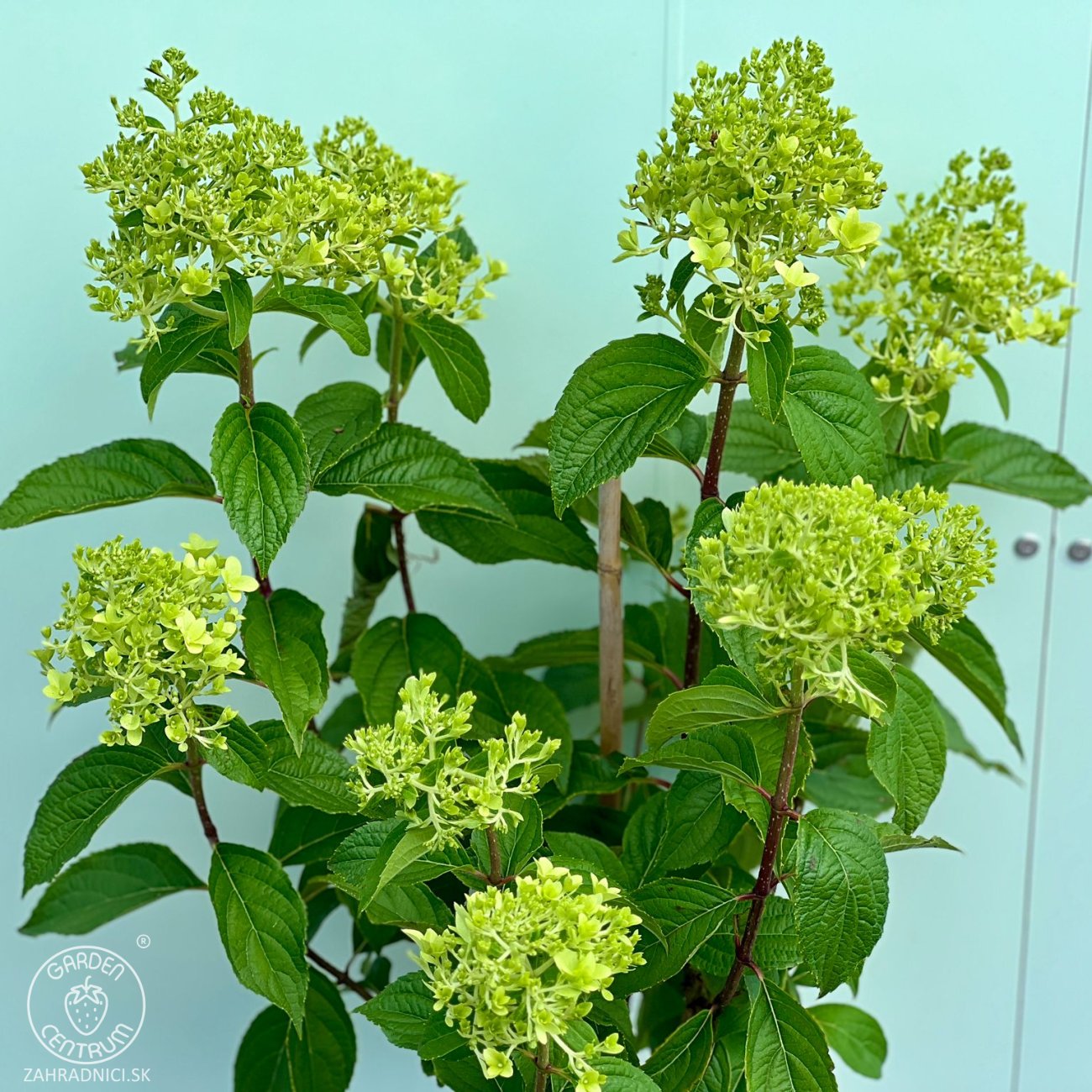 Obrázok Hortenzia metlinatá (Hydrangea paniculata) ´SKYFALL´ - výška 60-80 cm, kont. C3L - NA KMIENKU